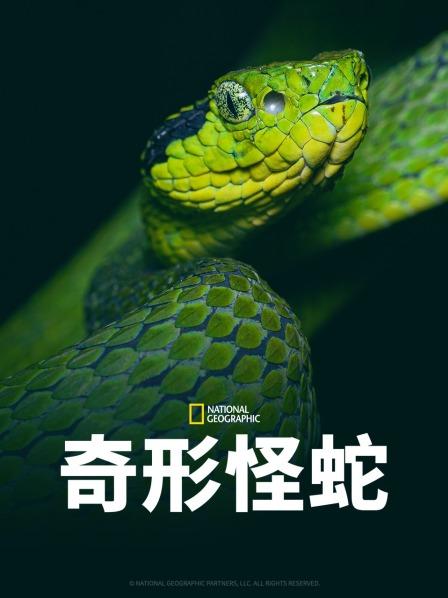 知阴视频《奇形怪蛇》免费在线观看